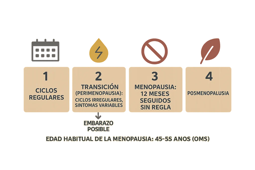 Cuatro recuadros beige numerados: ciclos regulares, transición irregular, un año sin regla y posmenopausia